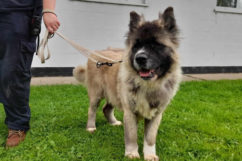 Akita - 6 years 4 months - Female
Now this magnificent girl is Roxy, a lovely lady with all the grace and majesty of a lion leading its pride - and the stunning mane to match.