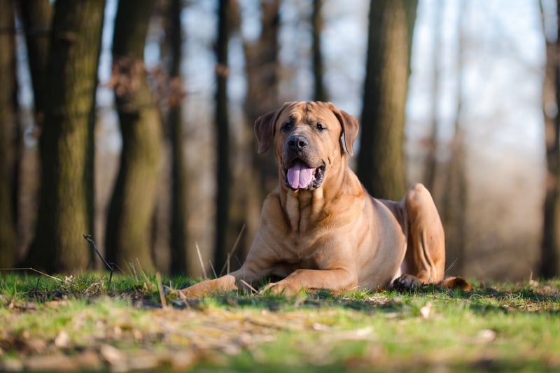 The 4 Dog Breeds Banned in the UK - Animal Corner