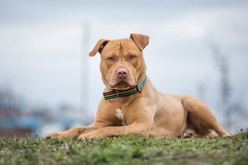 Pit bull, also called American Pit Bull Terrier or Pit Bull Terrier, is a fighting dog developed in 19th-century England, Scotland, and Ireland. They were developed from bulldog and terrier ancestry for hunting.