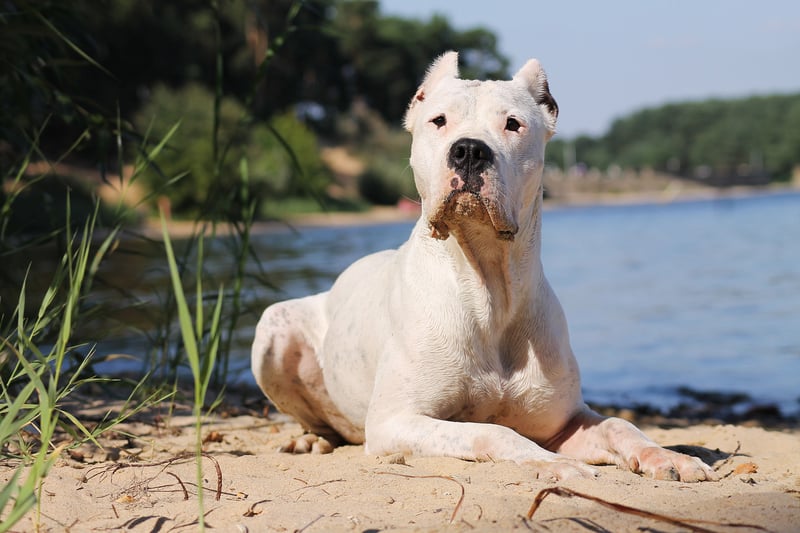 The Dogo Argentino is an Argentine breed of large dog of mastiff type. It was bred in the early twentieth century for dog-fighting.