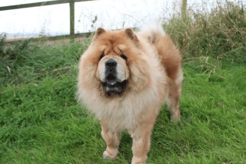 If a Chow Chow is your kind of pooch, handsome Hughie will fit the bill. He is currently spending his time with us, in the home of one of our fabulous fosterers who describe him as “not a very affectionate boy, but he is so endearing” as he gets all excited and waggy tailed to say hi on a morning when they come downstairs. Hughie is an independent boy who does have a stubborn side, liking to do things his way and in his time. Hughie is fully housetrained and travels ok in the car but does need a helping hand to get in. He enjoys a fuss and a groom but food is certainly the way to this boys heart. If you have a space in your family for this big ball of fluff, get your application in today! (Credit: Dogs Trust)