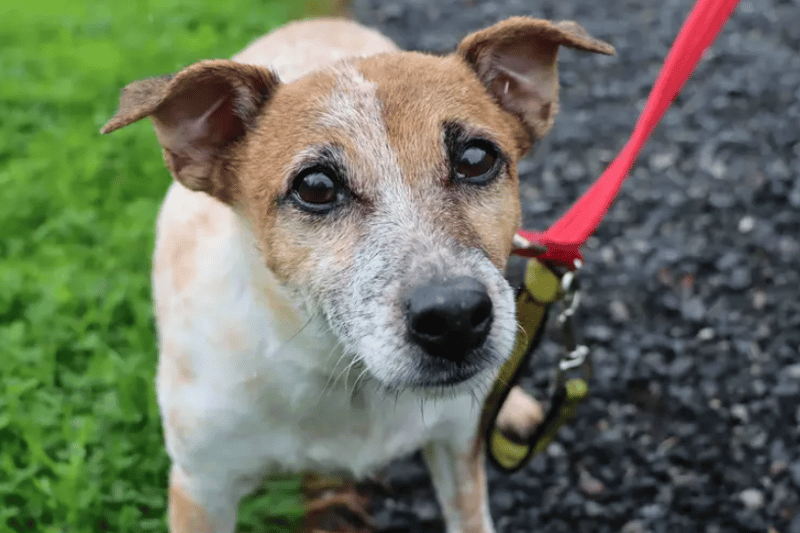 Tessa is a golden oldie and is going to make for a delightful companion. She much prefers a calmer lifestyle and will be happy with gentle walks and a comfy bed to snooze the rest of the day. Please note, Tessa will need to have regular blood tests as she has Cushing’s disease. Our vet team will be happy to provide more info about this with her new family. (Credit: Dogs Trust)