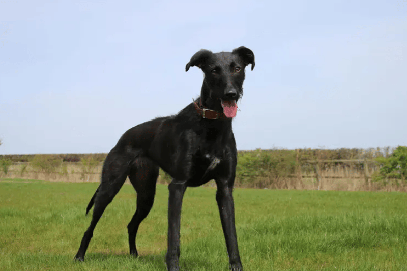 Maggie is such a lovely young lady but a bit of a worrier who can be shy with new faces and timid in new situations. Once she builds up a relationship with people she has a bouncy, cheeky side as you would expect from a young lurcher. She loves a fuss once she has made friends. The training team can’t wait to show her off to prospective owners and hope that she will catch someone’s eye with her beautiful looks. (Credit: Dogs Trust)