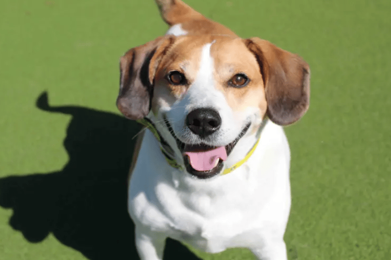 Lou enjoys going out on walks and exploring with his nose, But these will need to be little and often walks while he looses some weight. He will need to be kept on a strict diet to help with his weight loss also. He is such a happy chappy who will fit into most homes nicely. (Credit: Dogs Trust)