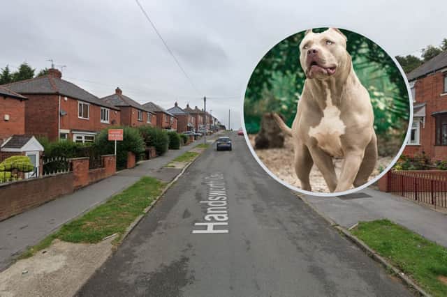 An investigation has been launched by police, after three American XL ‘bully’ bulldog were seized from a Sheffield property on Handsworth Crescent, Darnall yesterday (Wednesday, September 13, 2023)