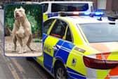 Four children were attacked by 'family dogs' at the weekend, say South Yorkshire Police. Main Picture: David Kessen, National World. Inset picture:  Adobe Stock.