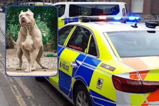 Four children were attacked by 'family dogs' at the weekend, say South Yorkshire Police. Main Picture: David Kessen, National World. Inset picture:  Adobe Stock.