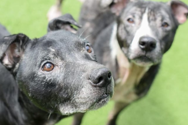 Rosie, aged nine, and Jim, aged 13, arrived in heartbreaking conditions, but are now ready for a loving home. They love each other’s company and curl up together for naps. Rosie can be grumpy with other dogs but could live with a confident cat. They will need lots of company, but can be left for a few hours once settled. Having been through so much neglect, these two special souls deserve the world.
