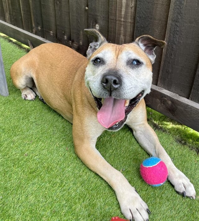 Tasha is aged around eight years and is very fit and well. She is super friendly, and loves her walks and toys. She is housetrained and sleeps downstairs overnight, but would prefer a home where she isn’t left alone long until she settles. She walks well on lead but can be unpredictable with dogs. She will need to be the only pet in the home. She can live with children aged 10+.
