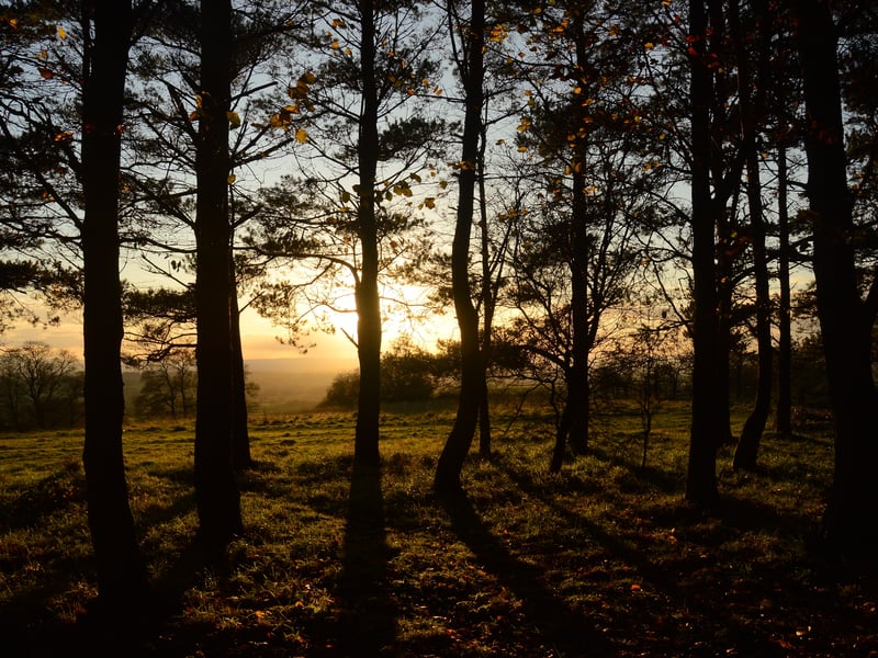 A mix of hills and woodland, offering sweeping views and woodland trails that feel more rural. There's a café in a timber-framed barn on site, ideal for a post-walk drink or slice of cake.