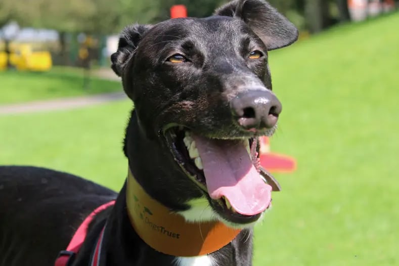 Pilot is a Greyhound around Merseyside.  Pilot can live with children of high school age but will need to be the only dog at home. He is an ex-racer who has always lived in kennels and will need time to adjust to life in a home. He can live with secondary school age children.