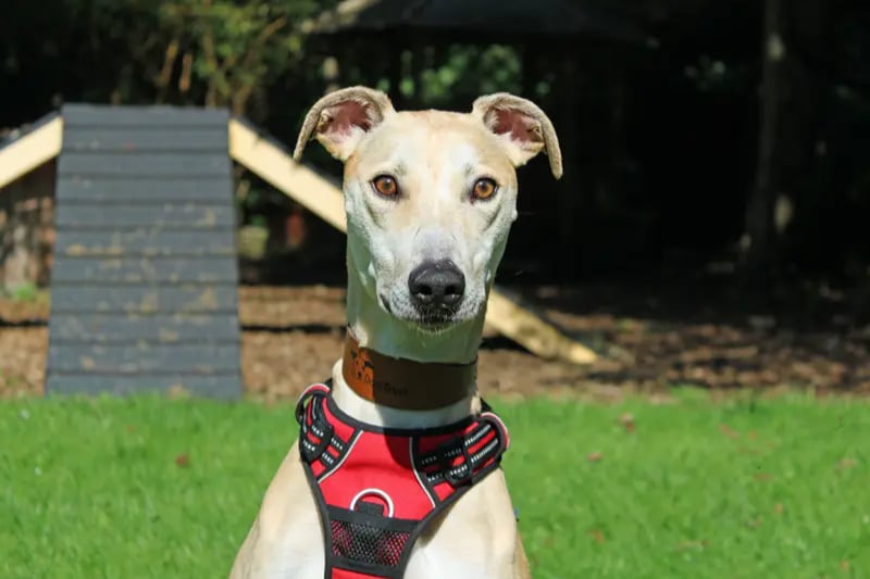 Gorgeous Glenda the Lurcher has been a big hit with staff at the centre as she’s so super friendly. She is a large and lively dog who can live with children aged 14 and over, but needs to be the only dog at home. Dogs Trust cannot guarantee that she is house trained, and she will definitely need some basic training.