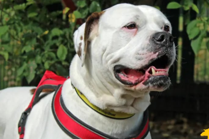 Angel is an American Bulldog who could live with children aged 14 and over. She will walk alongside other dogs however doesn't appreciate much interaction with them, therefore should be the only dog in the home.