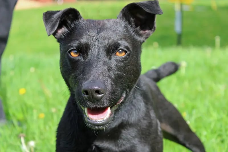 Teddy is a Patterdale Terrier, aged 2-5, who needs a home with no other pets or children. He is an active boy, always on the go, and is not looking to be a lap dog! He loves to be out and about and would love a family who shares his love of exploring and adventures. 