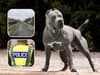 XL bullys Sheffield: Police respond to questions about warrant at house where dogs were seized