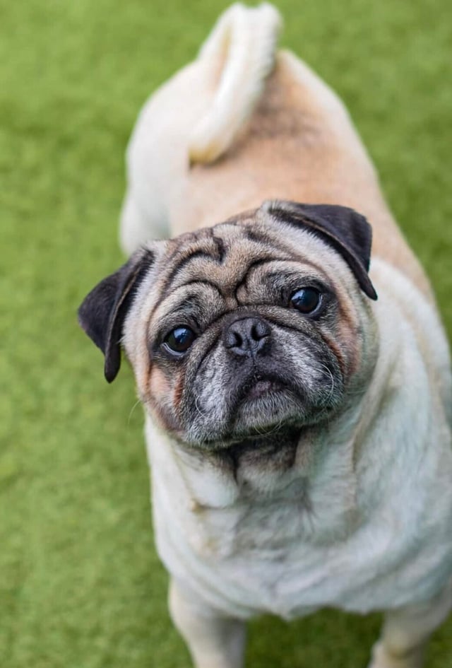 Percy is four years old and could live with children aged eight+ and a female dog. He is reactive to dogs while on lead. He would love a home with lots of company. He needs his own garden as he ‘sent marks’ in the home quite a lot. He has now been neutered. He needs a home who loves pugs and their fabulous quirks.