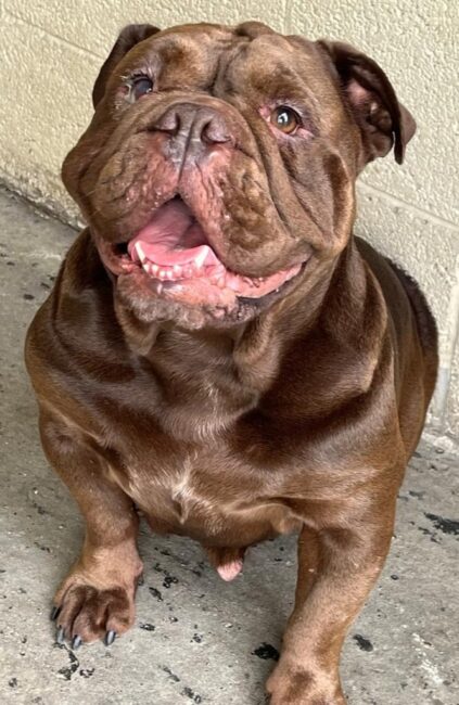 Coco the bulldog is aged around three years and a very happy, wiggly girl. She is well-behaved and enjoys getting out and about, but will not suit an overly active home. She will need extra care when the weather is warm. She likes other dogs and could be rehomed with a neutered male, as well as children aged eight+. She is housetrained and a real dream. 
