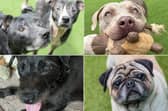 From pugs to patterdales, could you adopt one of these dogs?