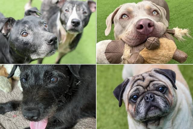 From pugs to patterdales, could you adopt one of these dogs?