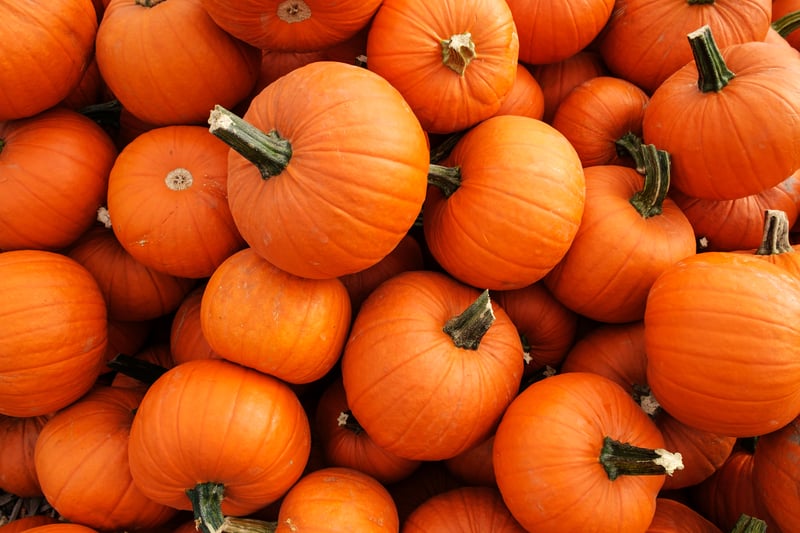 This 50-acre Pick Your Own site grows many different crops all available to pick, including Pumpkins! However, the Halloween special vegetable is available in October only. Tickets, dates and availability can be found on their website. (Photo - David Johnson - stock.adobe.com)