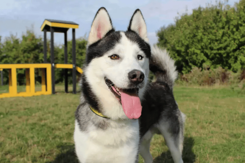 Loki has had a lot of upheaval so his next home needs to be his forever home to give him stability. He needs gradual socialising with dogs that he doesn’t know. He can be very vocal on lead when he sees them, so he will prefer to be walked in quieter areas and having his own secure garden for off lead fun times. Loki needs owners to be around for him for the majority of the day as he doesn’t cope with being alone. New owners will need to be prepared to get him used to being by himself very gradually. This may mean having suitable back up support at times. (Credit: Dogs Trust)