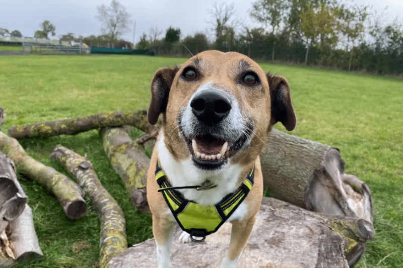 Digger is a very bubbly 11yr old Terrier Cross and is SUPER affectionate once he knows you. Sadly Digger has had little experience of home life and this has left him with a few anxieties. He’s very sensitive to noise, so his home will ideally be in a peaceful area away from busy roads and outdoor noise. Although he can’t share his home with any other pets, he is sociable around dogs on walks once introduced, so owners will be encouraged to continue finding him pals. Digger’s list of tricks is endless and he is extremely clever so he will enjoy learning new things or equally show off his repertoire to you for a tasty treat. He will need to meet his new owners multiple times before he goes home so owners must be committed to attend the centre for these meets. (Credit: Dogs Trust)