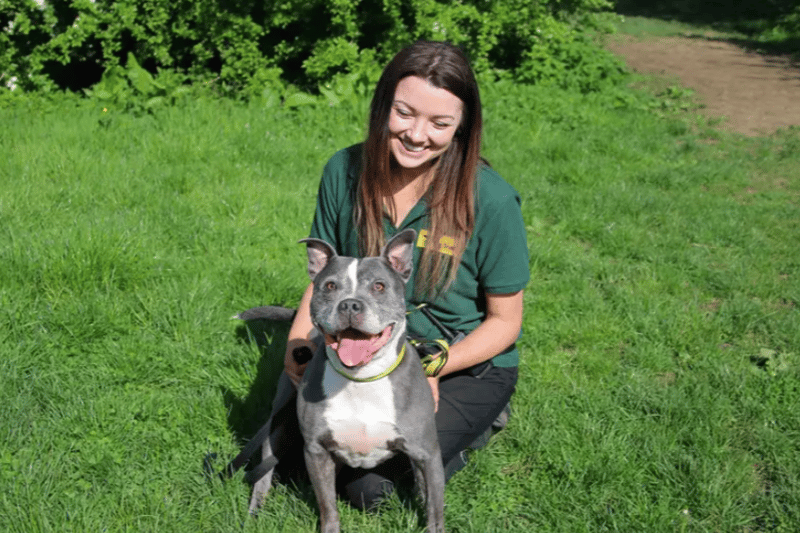 Trigger is everything you’d want from a fun-loving Staffy! He loves his walkies and playing with his toys, but his favourite pass time is simply enjoying time with his human friends. He’s a true Staffy and loves attention, and treats, so in no time at all he will be your little shadow. His excitement of the great outdoors can sometimes make him strong on lead but he’s perfectly manageable in capable hands. He is a firm favourite with the staff here at the centre and will be a dream pet for any Staffy lover. (Credit: Dogs Trust)