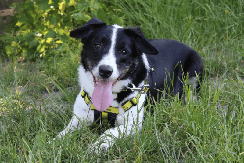 Rick is a lovely lad who will need his new family to live within one hours drive of the centre as he doesn’t enjoy car journeys. Once you meet Rick you can’t help but immediately fall in love with him. He is handsome and cheeky and will suit people used to similar dogs. (Credit: Dogs Trust)