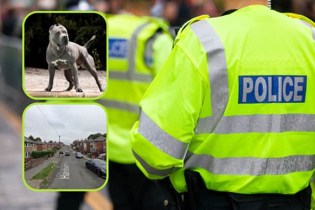 South Yorkshire Police is still in possession of three XL bully dogs 