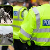 Responding to questions, a South Yorkshire Police spokesperson confirmed yesterday that the force is still in possession of the dogs, and that 'there is still time for the owners to make contact'