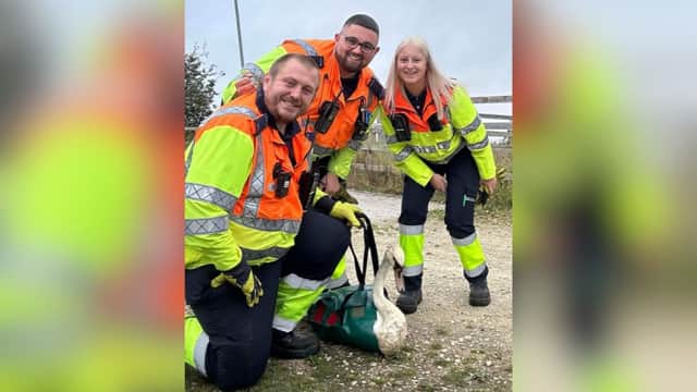This swan was rescued from the hard shoulder of the M18 near Doncaster