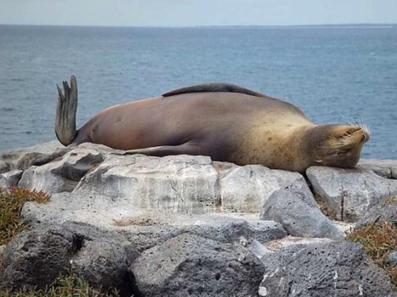 The Isle of Lewis and the Isle of Harris both form the main island of the Outer Hebrides located off the west coast of Scotland. According to the Visit Outer Hebrides: “Often described as having a Roman Nose, the Grey Seal can be seen in many areas of Lewis.”