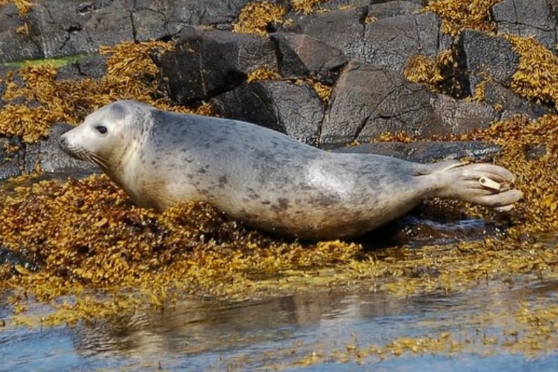 Situated approximately eight kilometres off the coast of mainland Scotland is the Isle of May to the north of the outer Firth of Forth. During Autumn and Winter, the site can have up to 2,000 seal pups which is why it is important as a wildlife research centre.