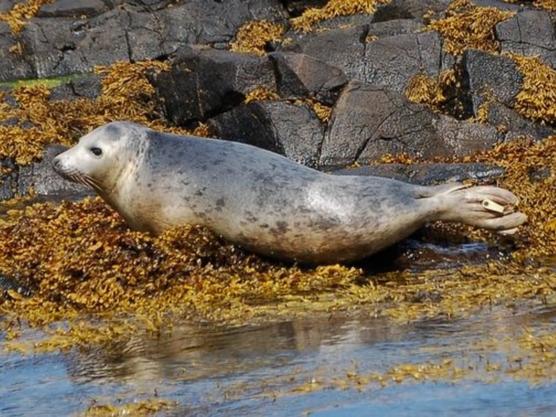 Situated approximately eight kilometres off the coast of mainland Scotland is the Isle of May to the north of the outer Firth of Forth. During Autumn and Winter, the site can have up to 2,000 seal pups which is why it is important as a wildlife research centre.