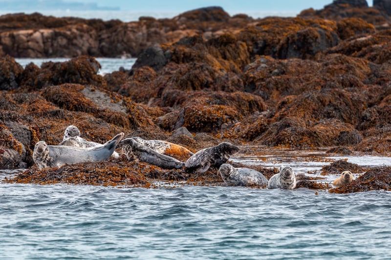 Located off the west coast of mainland Scotland we find Mull; the second largest island in the Inner Hebrides. Reportedly, most seals that bask on the rocks just offshore are Common Seals while those basking several miles offshore are the Atlantic Seals.