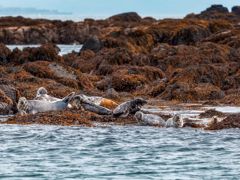 Located off the west coast of mainland Scotland we find Mull; the second largest island in the Inner Hebrides. Reportedly, most seals that bask on the rocks just offshore are Common Seals while those basking several miles offshore are the Atlantic Seals.