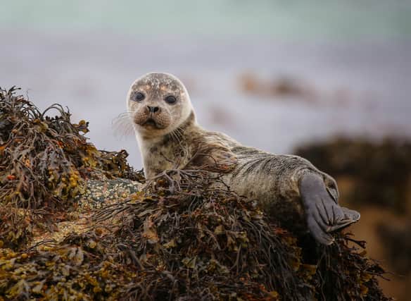 Pictured above is an adorable seal pup which was photographed on the Isle of Mull in Scotland.
