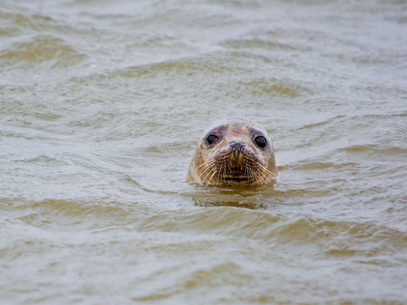 Newburgh is a coastal village with beautiful sand dunes and a long golden beach. According to Hidden Scotland: “A small, secluded spot in the Aberdeenshire town of Newburgh, this is one of the few spots in Scotland where you’re guaranteed to see seals.”