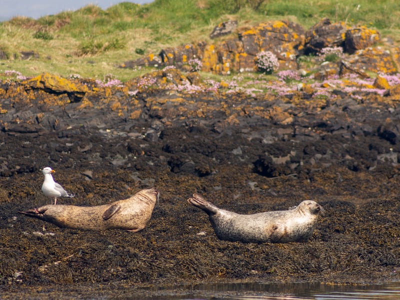 Oban is a small town in Argyll and Bute on Scotland’s northwest coast. The waters around Oban and Lorn have Common and Grey Seals. The beautiful creatures are known to follow local boats or be seen basking on the rocks between fishing trips.