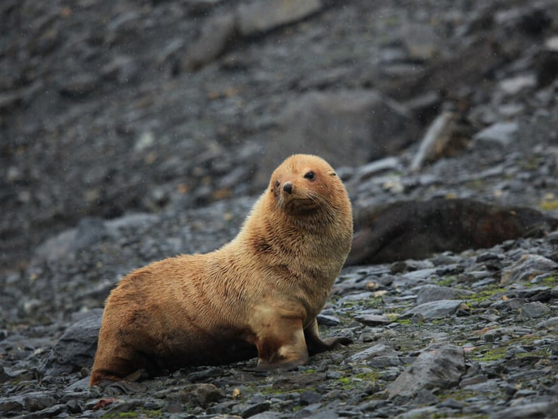 Orkney (or the ‘Orkney Islands’) is an archipelago situated in the Northern Isles of Scotland. Reportedly, it is one of the best places to spot seals in the entire United Kingdom as roughly 15% of the world’s seal population can be found in this beautiful location.