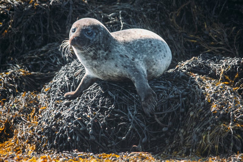 The Isle of Skye is the largest island of the Inner Hebrides and the second-largest island of all of Scotland. In Skye’s lochs and bays you can find Common (or ‘Harbour’) Seals as well as Grey Seals. A popular spot for viewing them is Loch Dunvegan.