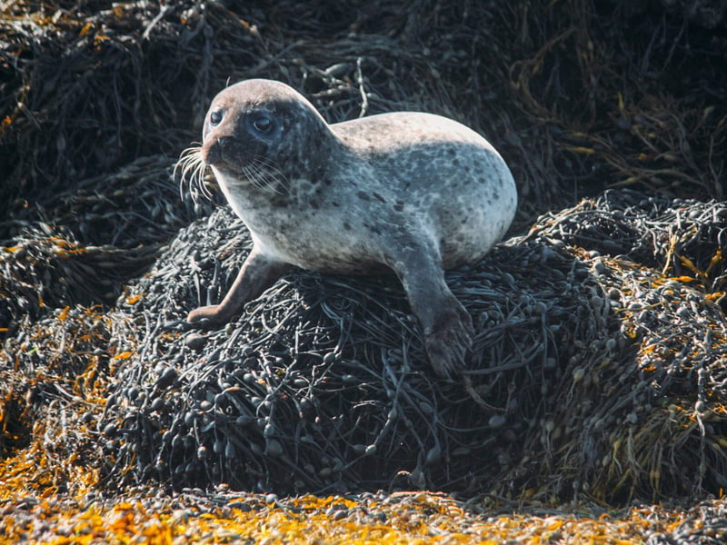 The Isle of Skye is the largest island of the Inner Hebrides and the second-largest island of all of Scotland. In Skye’s lochs and bays you can find Common (or ‘Harbour’) Seals as well as Grey Seals. A popular spot for viewing them is Loch Dunvegan.
