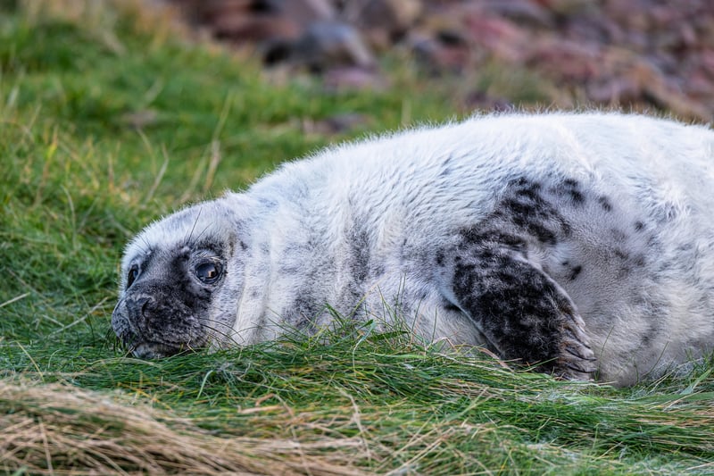 This is a coastal headland located in the Scottish Borders. St Abb’s Head Nature Reserve is home to grey seals who pup over the winter. The paths are close to baby seals who are easily startled which can result in their parents losing them, so be careful not to disturb them.