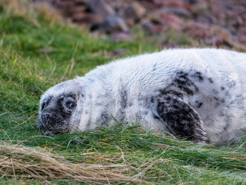 This is a coastal headland located in the Scottish Borders. St Abb’s Head Nature Reserve is home to grey seals who pup over the winter. The paths are close to baby seals who are easily startled which can result in their parents losing them, so be careful not to disturb them.