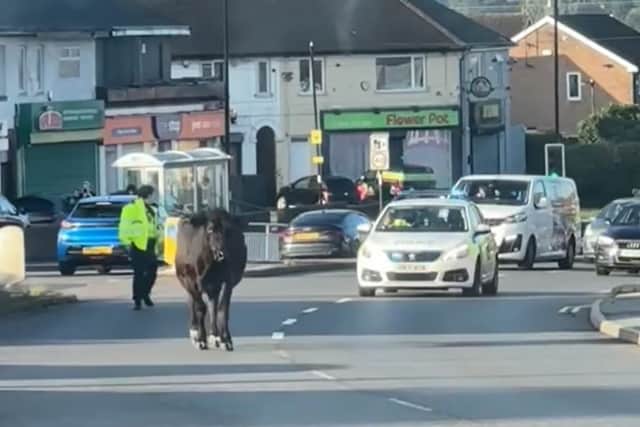 Video captured by a commuter showed a cow causing congestion on Halifax Road in Sheffield during rush hour on Thursday morning (September 21). Still image from video, courtesy of: Sheffield Online