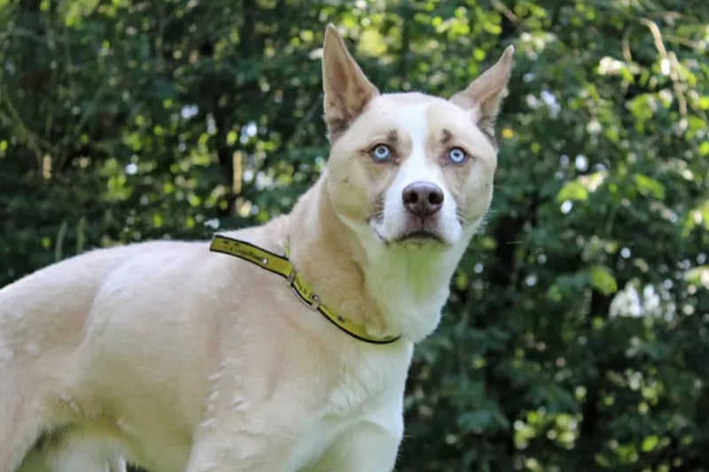 Blue is a Siberian Husky who needs a home free of other pets and children. He may take a while to settle in and his adopters will need to be patient. Blue is house trained and could be left for a couple of hours if built up gradually. He requires ongoing pain relief.