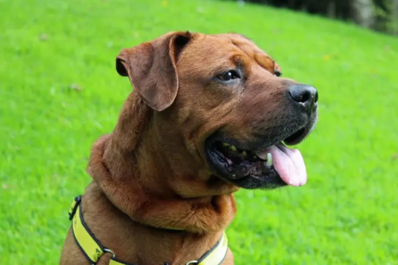 Zando is a Crossbreed who can live with teenagers but will need to be the only pet at home, though he can walk with quiet dogs. Dogs Trust have no history for him however he has been for a sleepover with one of their members of staff who confirmed he is housetrained.