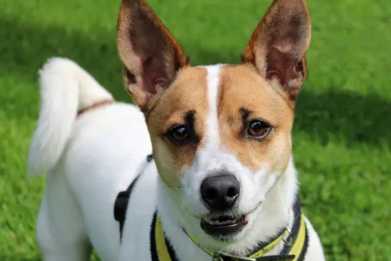 Rubble is a Jack Russell Terrier looking for a home where he will hardly be left alone as he will bark and chew things if left more than an hour. He will need to be the only pet at home but can live with children of high school age.