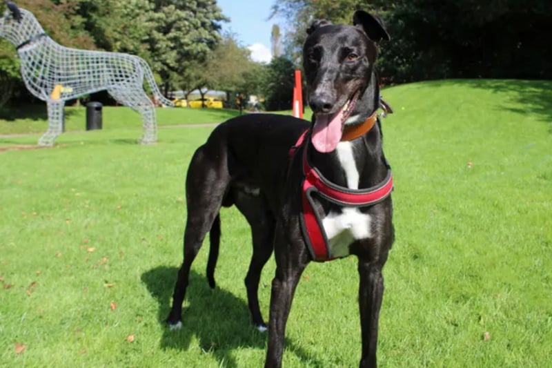 Pilot is a Greyhound who has always lived in kennels and will need time to adjust to life in a home. He can live with children of high school age but will need to be the only dog at home.
