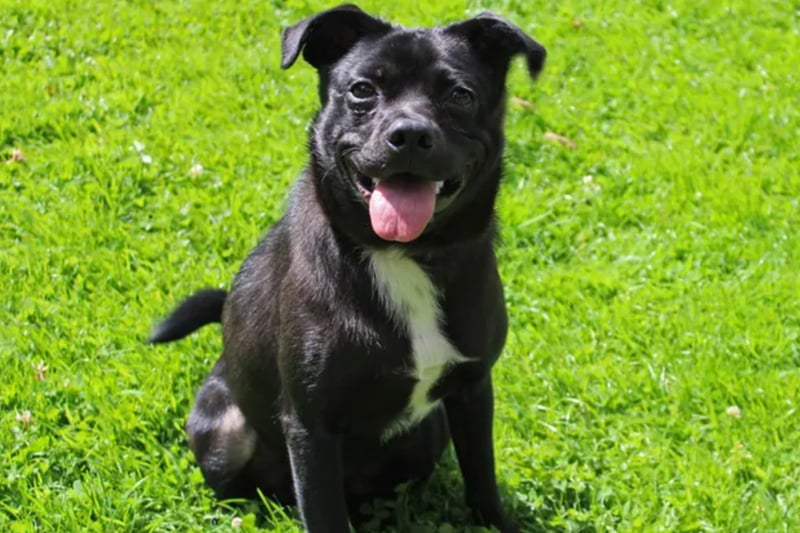 Charlie is a Patterdale Terrier cross looking for an adult only home where he will be the only pet. He is house trained but not used to being left for long periods so will need somebody at home for most of the day and able to build leaving hours gradually. He is looking for a quiet home with few visitors to the house.